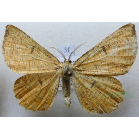 Angerona prunaria (Linnaeus, 1758) Rączyk leszczyniak Czech3f